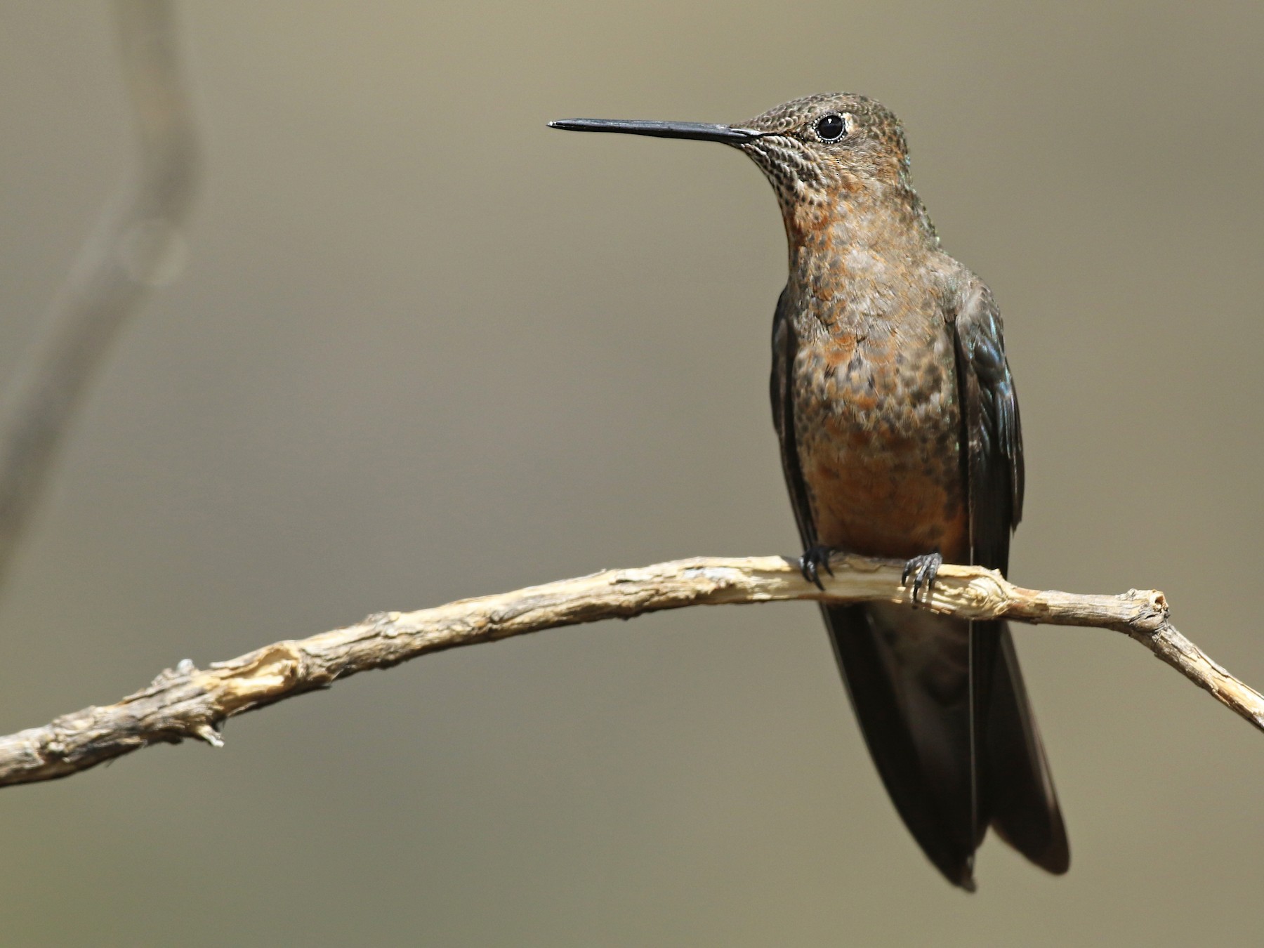 Giant Hummingbird - Luke Seitz