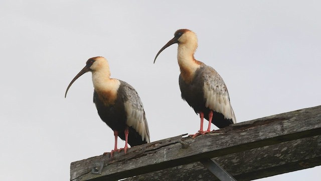 ibis bělokřídlý - ML601414051