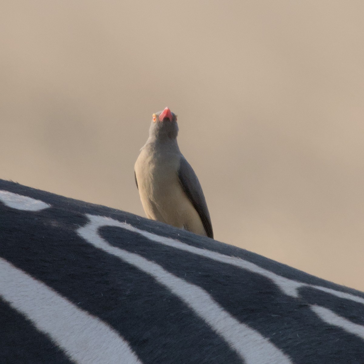 Red-billed Oxpecker - ML601414161