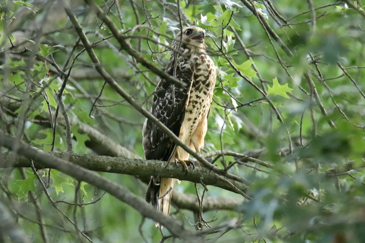 eBird Checklist 28 Jul 2023 5573 N Oakland Ave, Forsyth 1 species