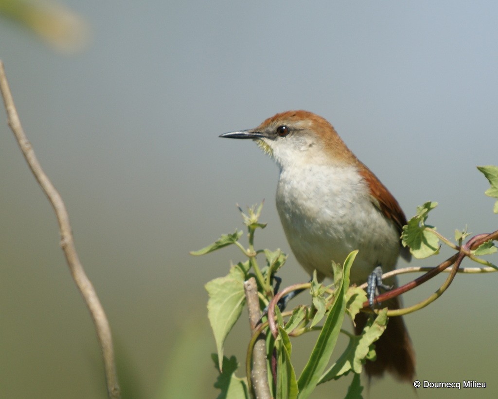 Yellow-chinned Spinetail - ML60141661