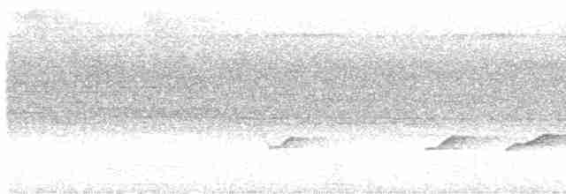 Stummelschwanz-Ameisenvogel - ML601418301