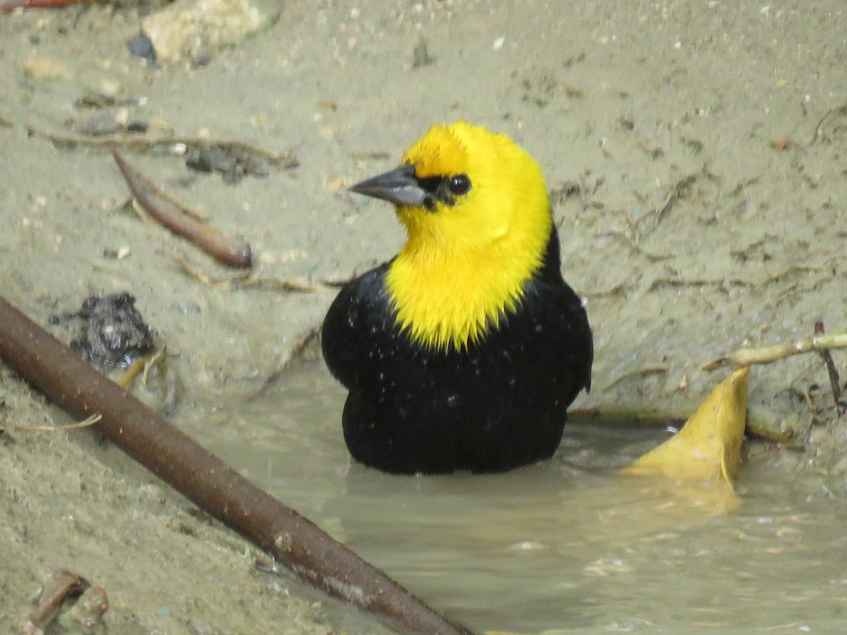 Yellow-hooded Blackbird - ML601419231