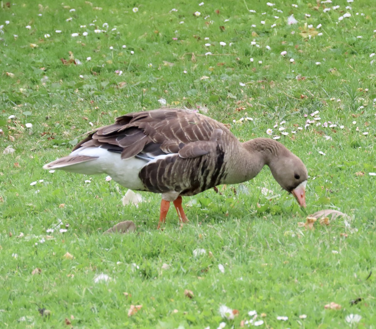 Greater White-fronted Goose - ML601424661