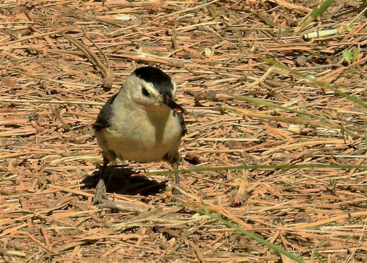 White-breasted Nuthatch - ML60142931