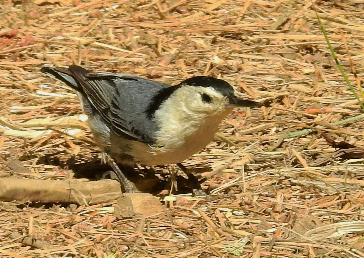 White-breasted Nuthatch - ML60142941