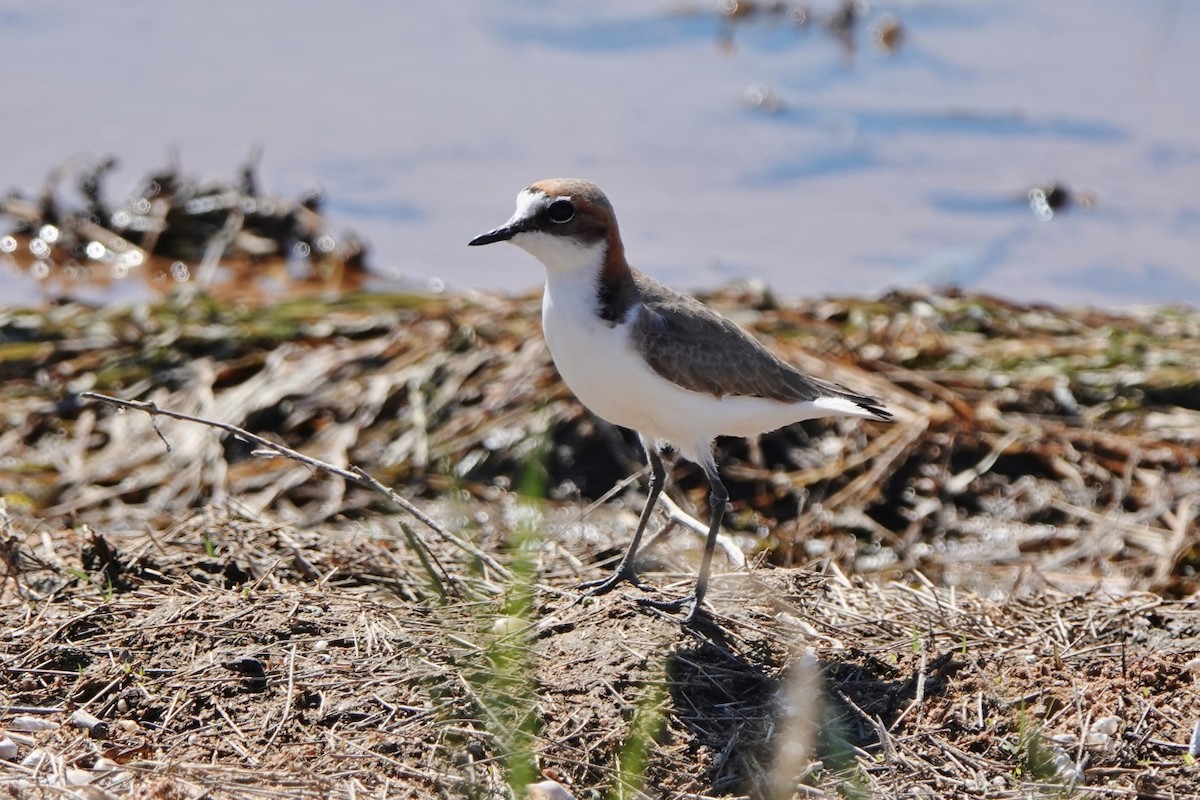 Red-capped Plover - ML601432171