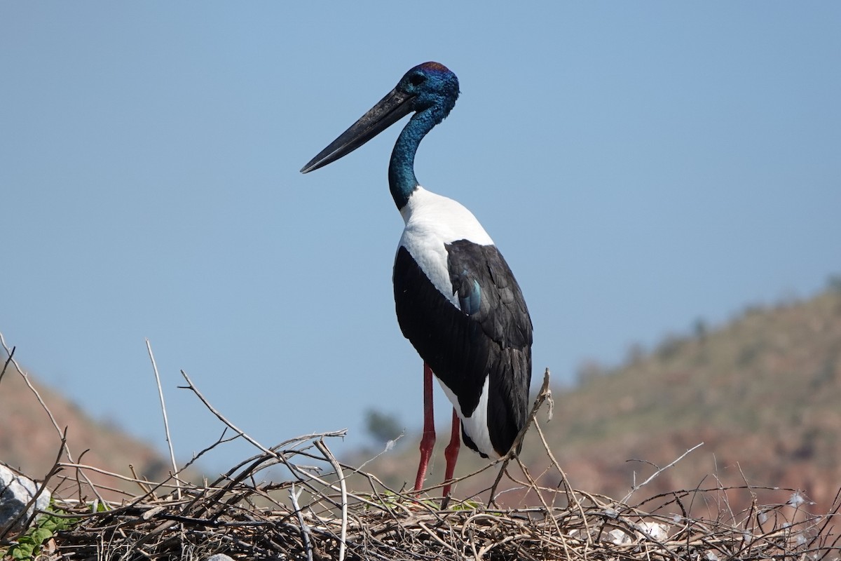 Black-necked Stork - ML601432401