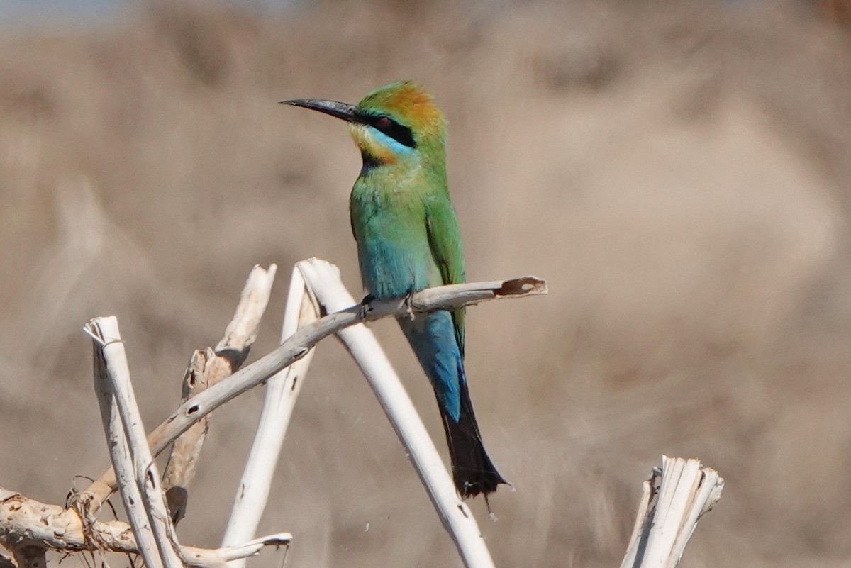 Rainbow Bee-eater - ML601433041