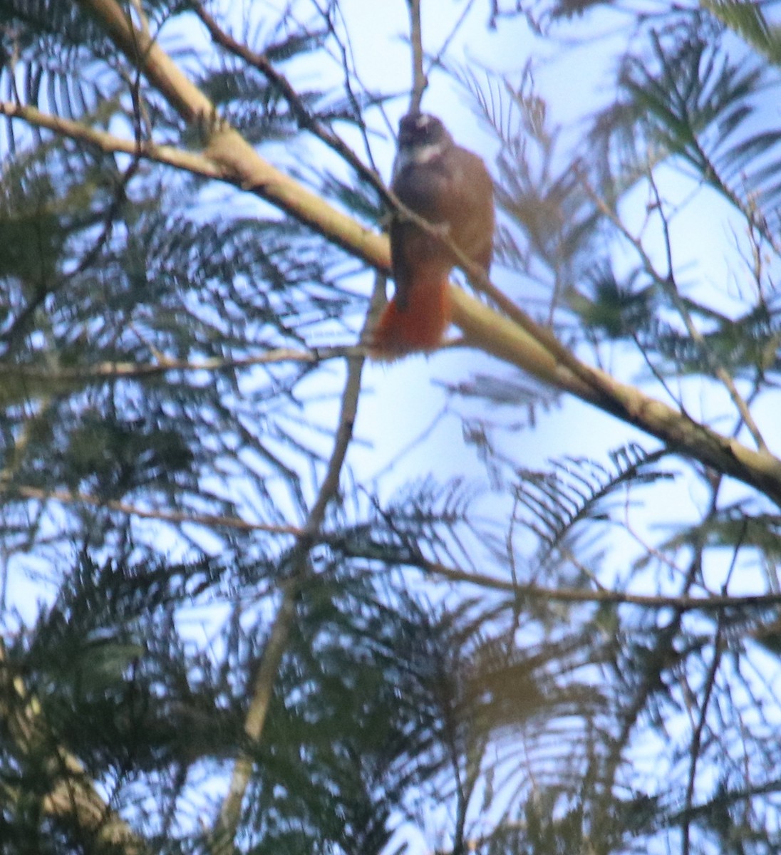 Rufous-tailed Fantail - ML601433161