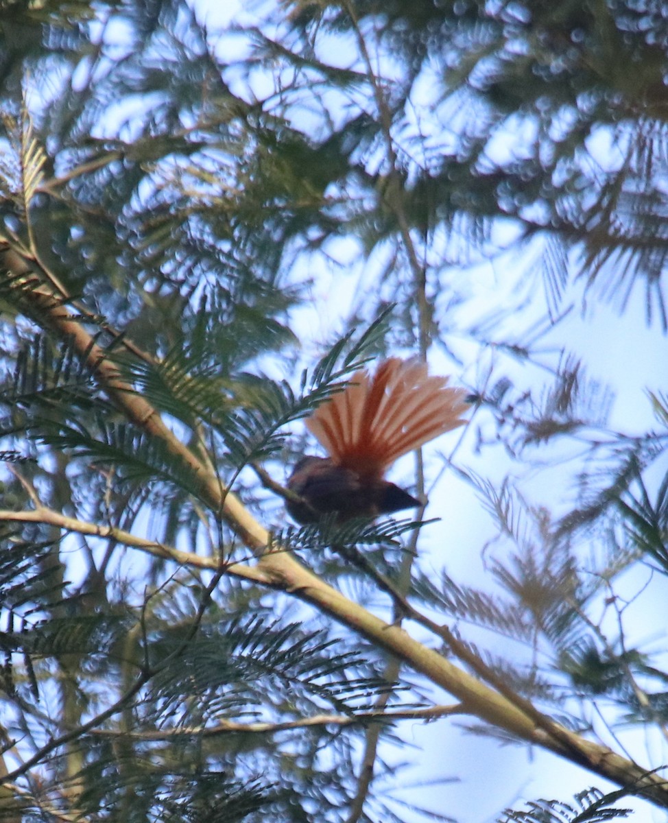 Rufous-tailed Fantail - ML601433171