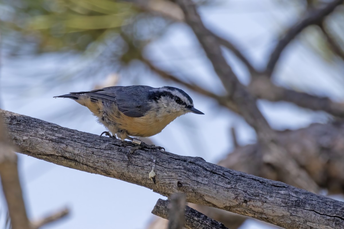 Red-breasted Nuthatch - ML601436021