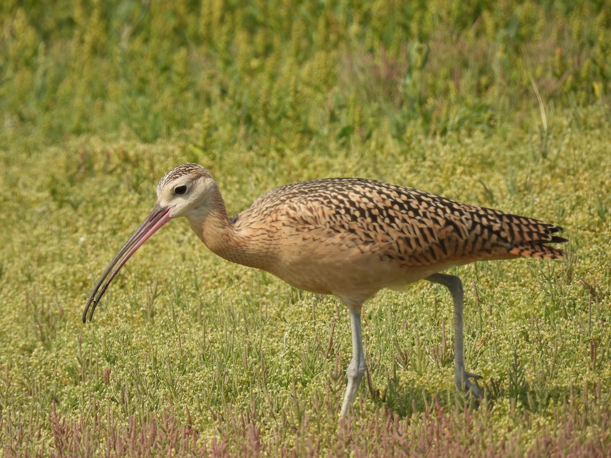 Long-billed Curlew - Pam Hawkes