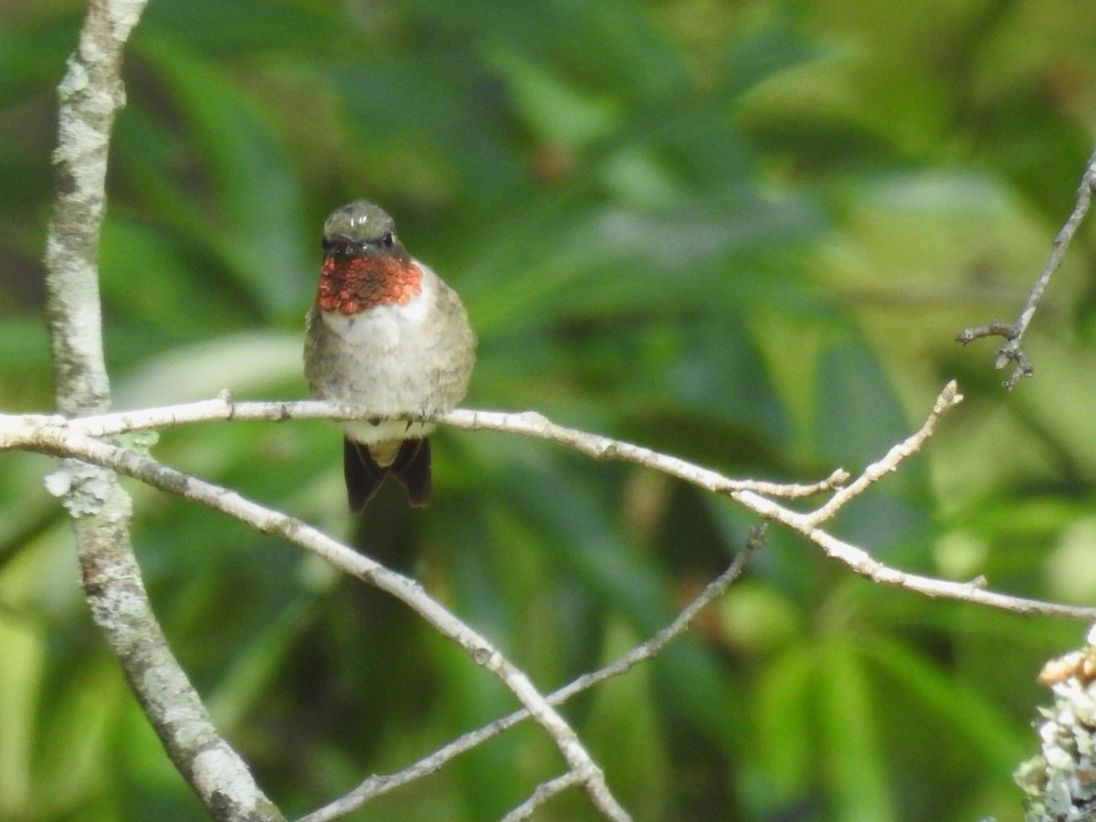 Ruby-throated Hummingbird - ML601440991