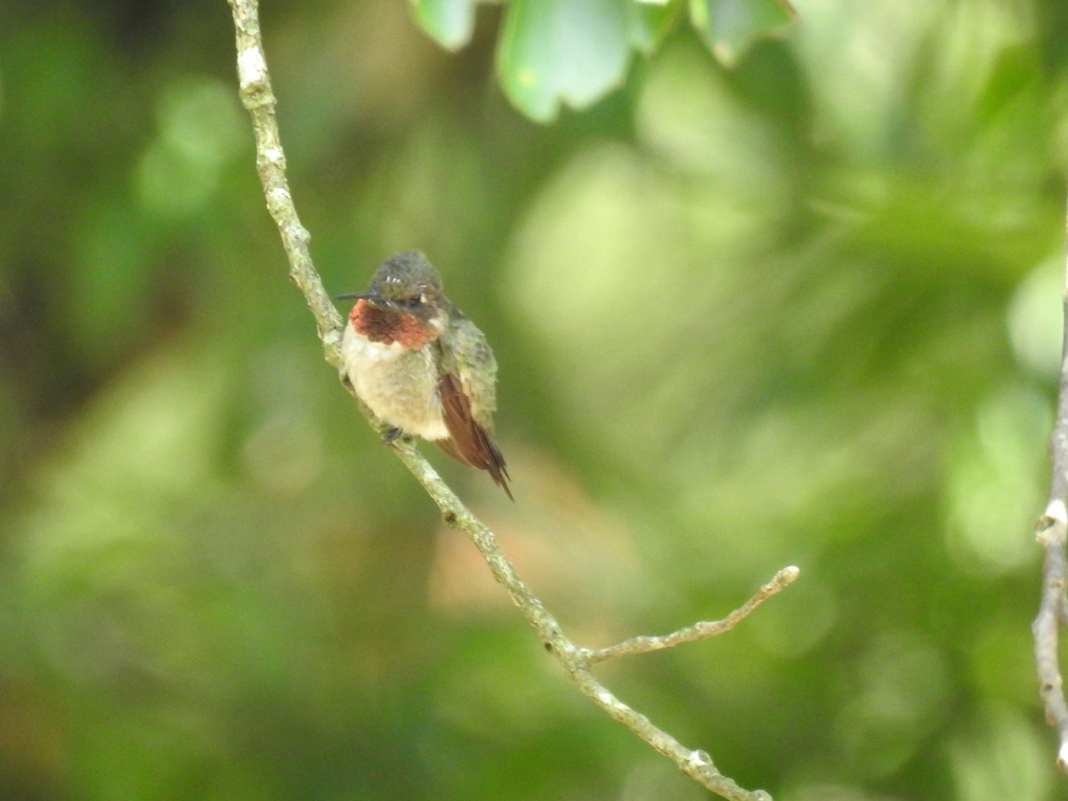 Ruby-throated Hummingbird - ML601441001