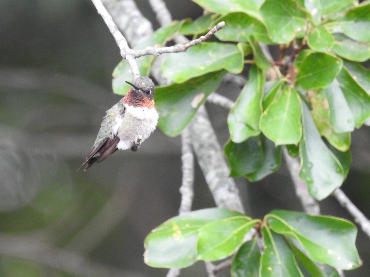 Ruby-throated Hummingbird - ML601441011