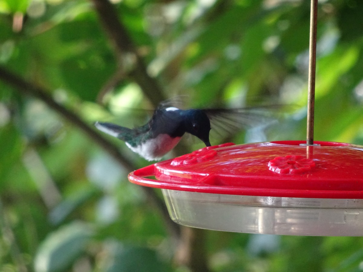 kolibřík bělokrký - ML601443041
