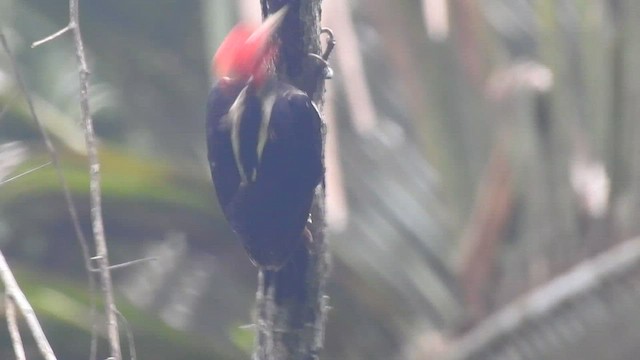 Pale-billed Woodpecker - ML601444521