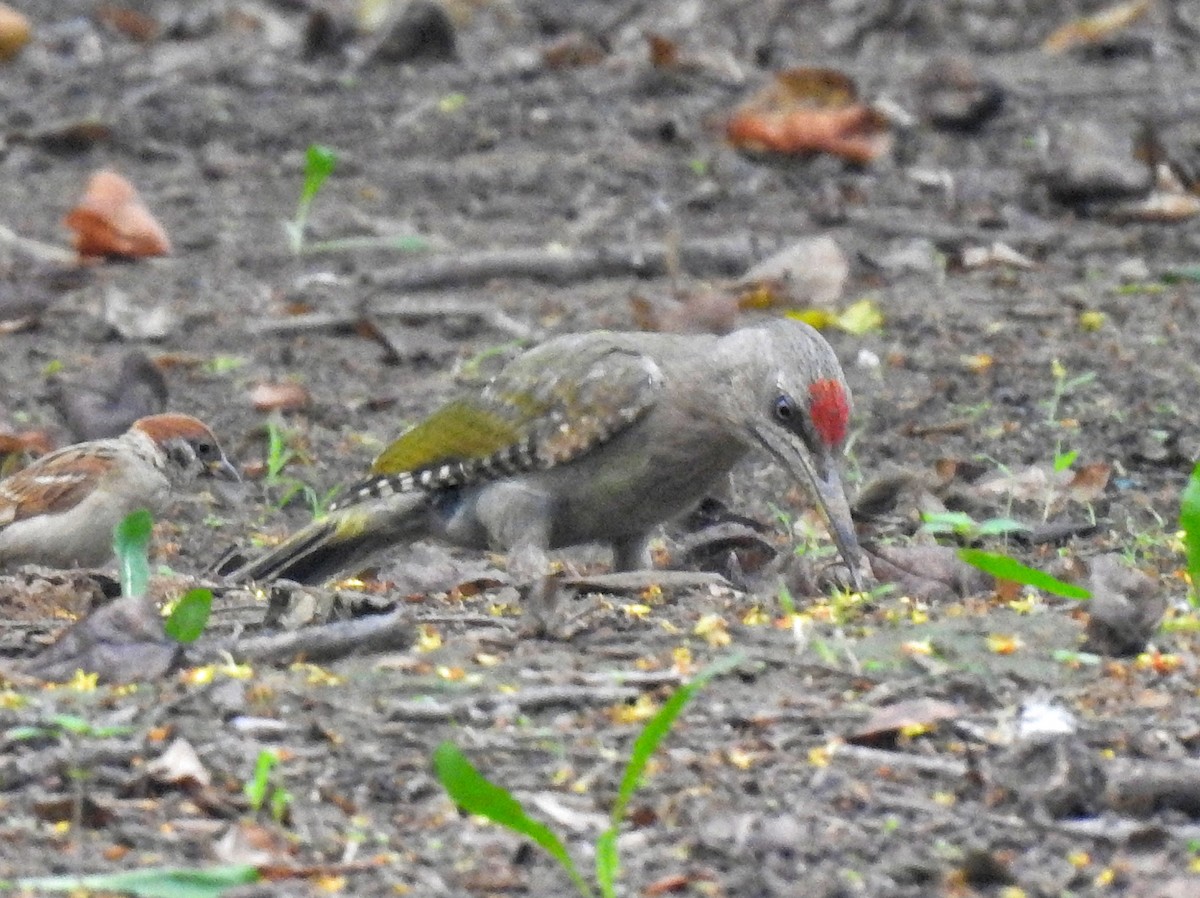 Gray-headed Woodpecker - ML601446011