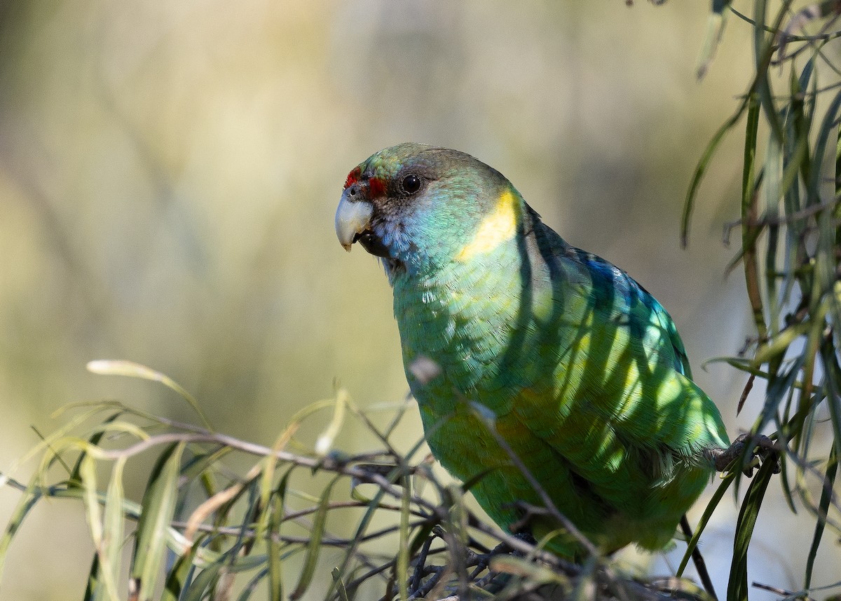 eBird Checklist - 29 Jul 2023 - Yanga National Park--Willows Camp - 13 ...