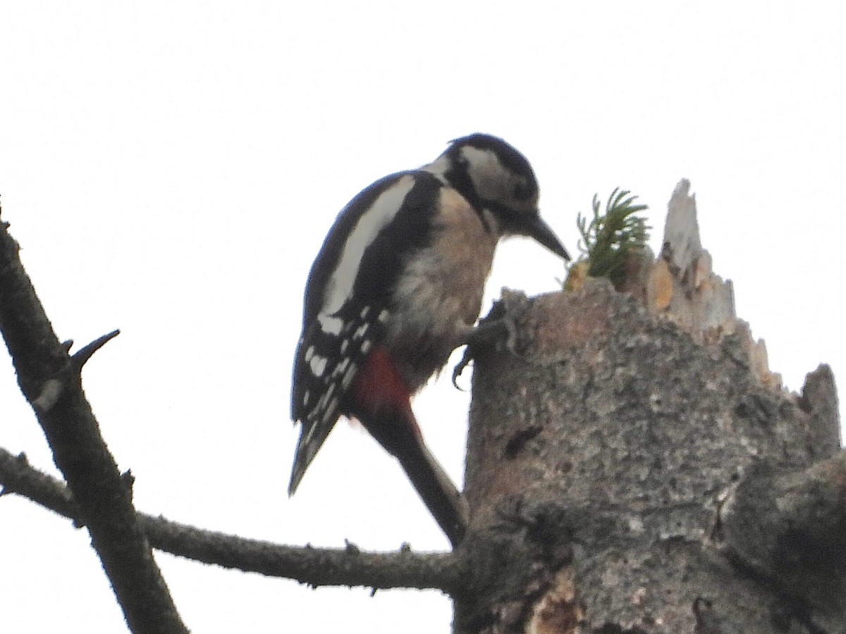 Great Spotted Woodpecker - ML601446881