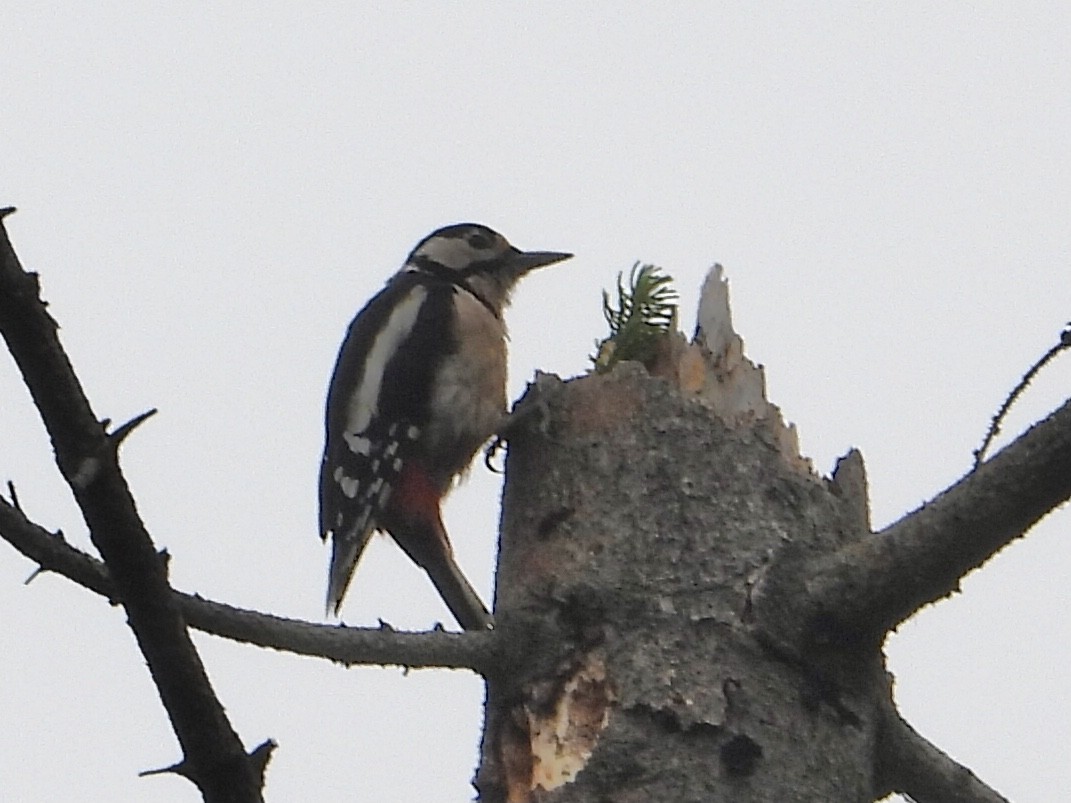 Great Spotted Woodpecker - ML601446891