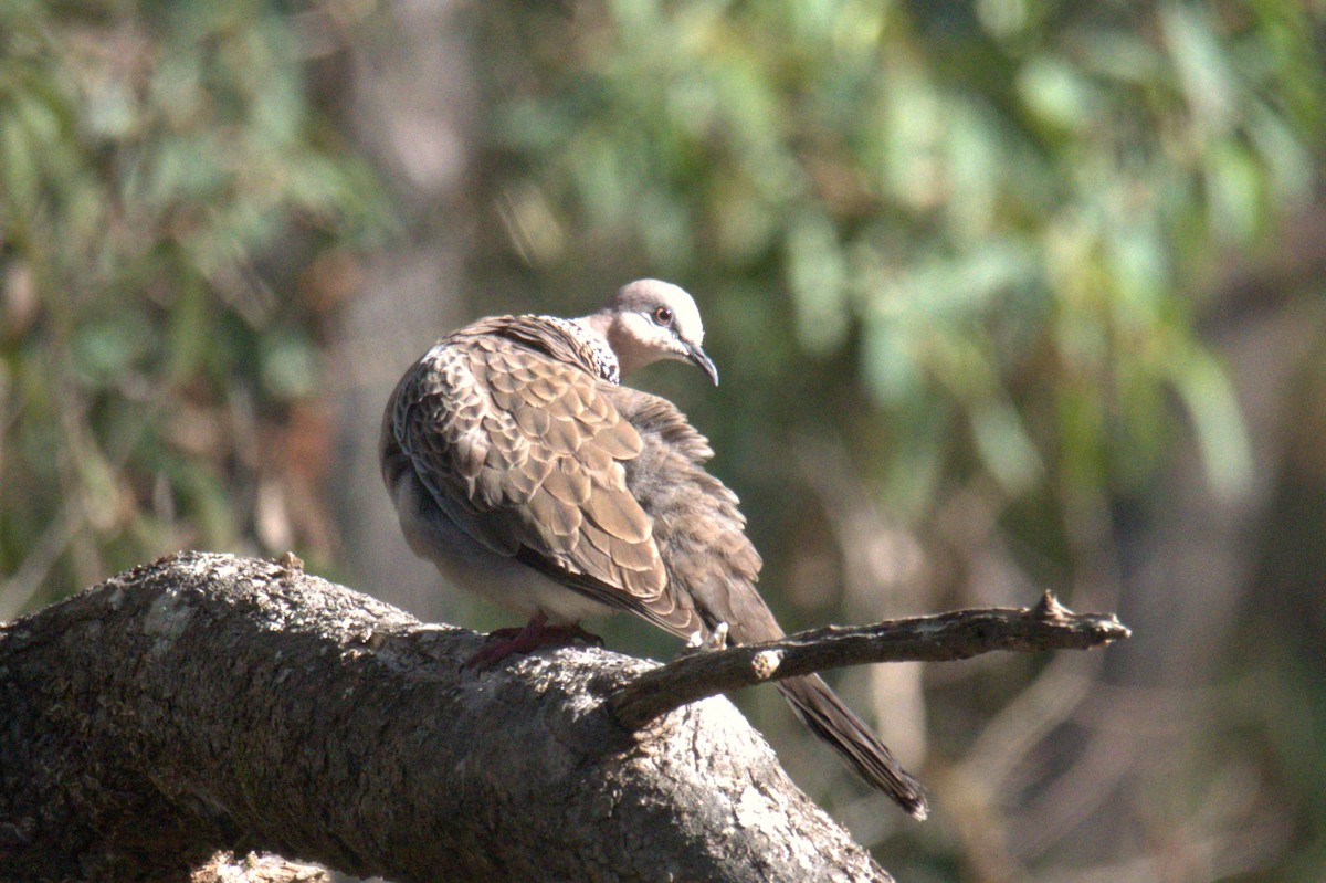 Ebird Checklist Aug Smiths Creek Reserve Species