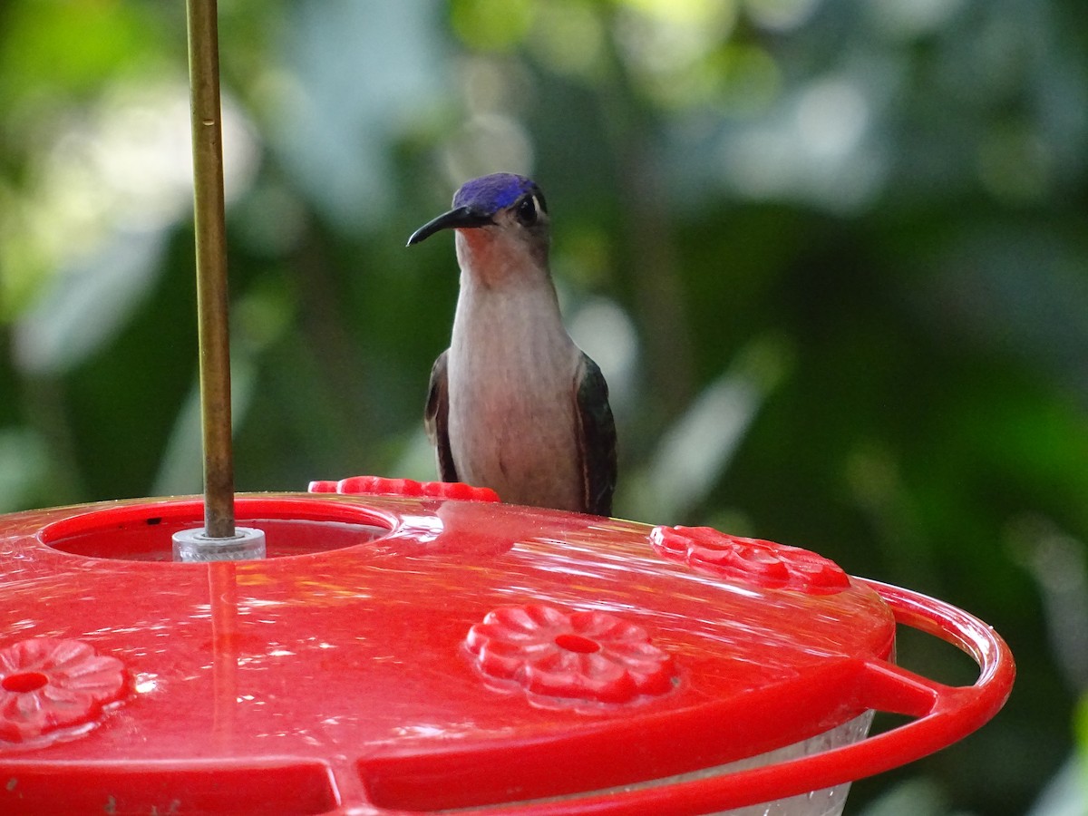 kolibřík klínoocasý - ML601449761