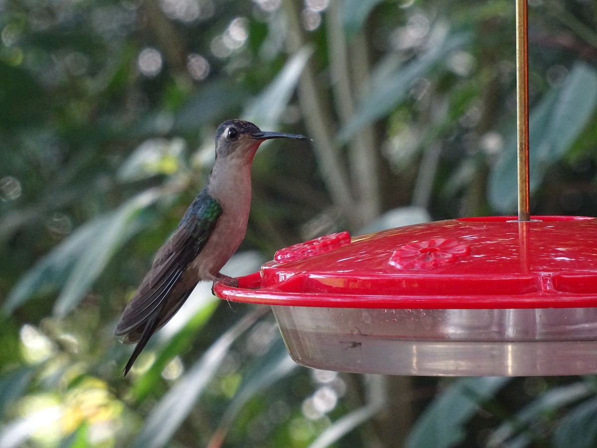 kolibřík klínoocasý - ML601449841