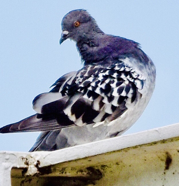 Rock Pigeon (Feral Pigeon) - ML601449961
