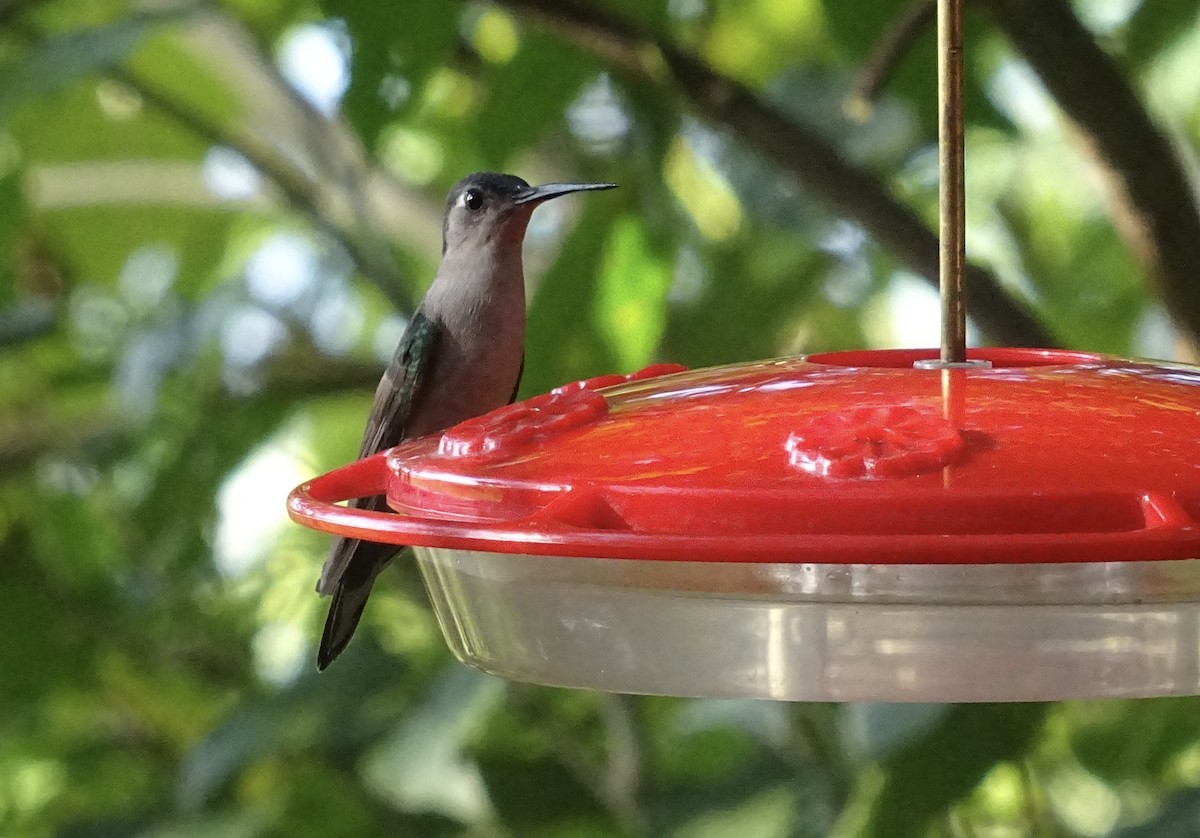 kolibřík klínoocasý - ML601450041