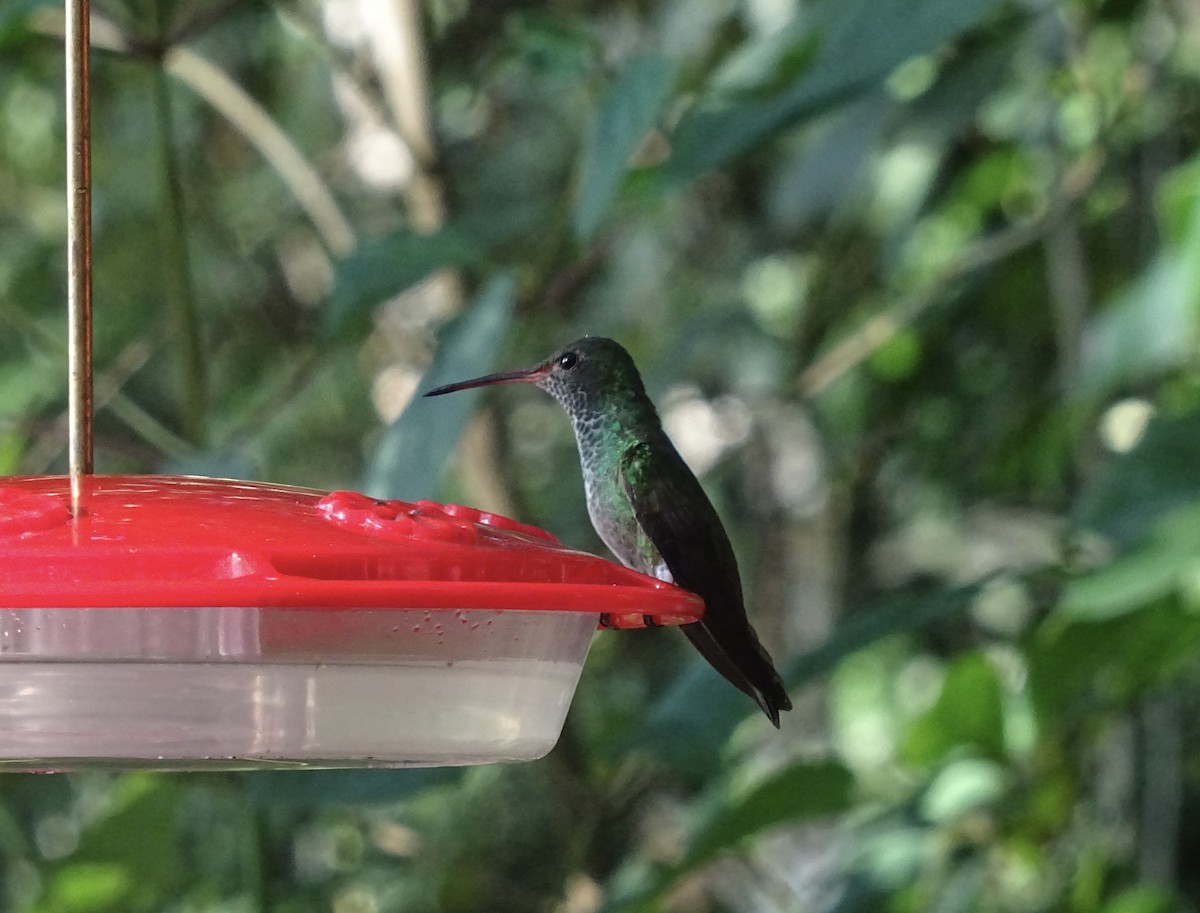 Scaly-breasted Hummingbird - ML601450121