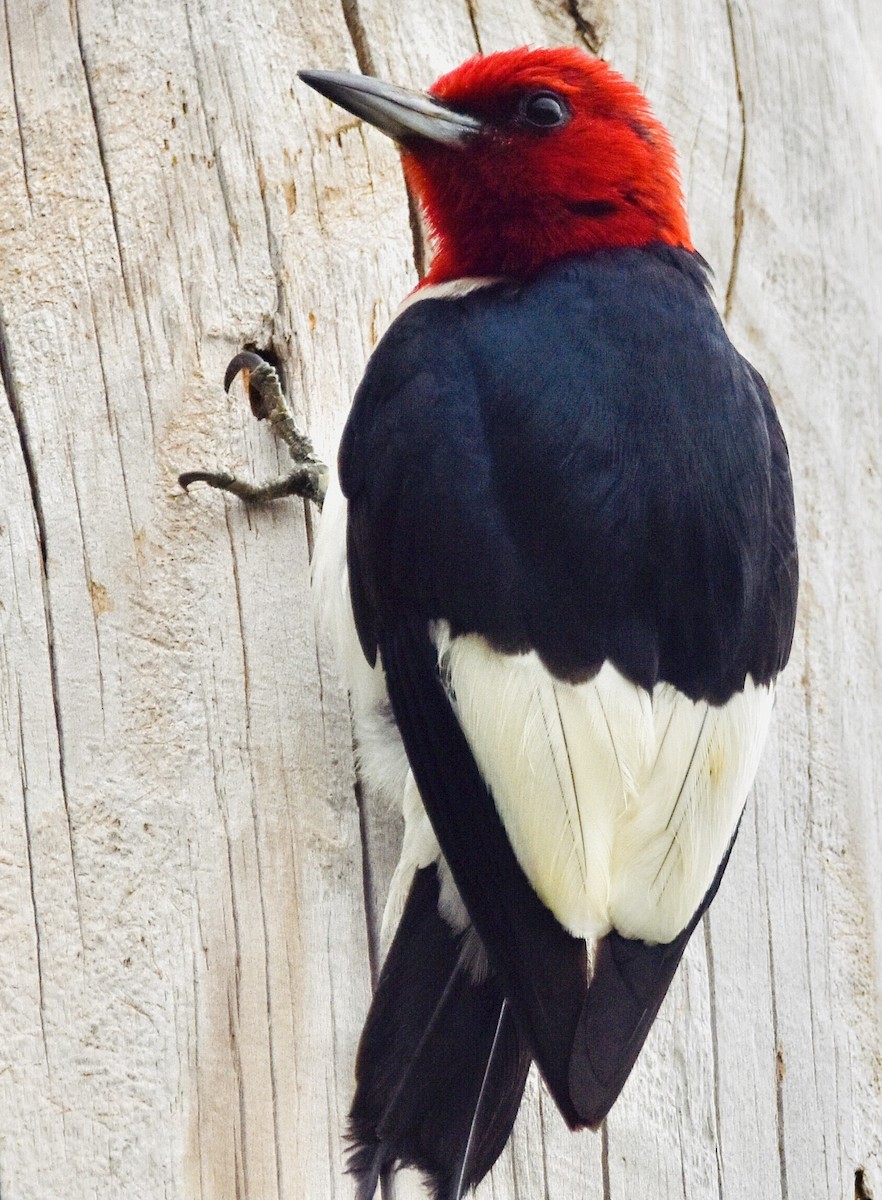 Red-headed Woodpecker - ML601450181