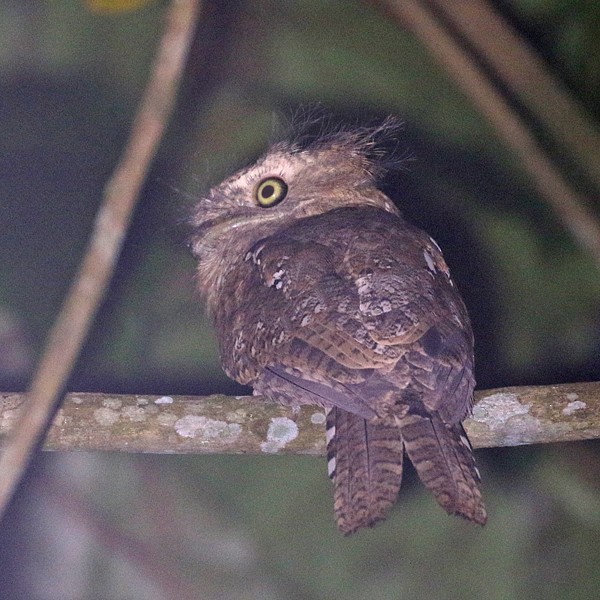Blyth's Frogmouth - Dave Bakewell