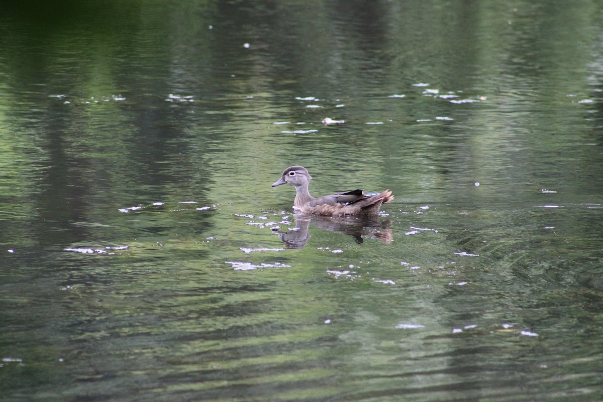 eBird Checklist 7 Aug 2023 Van Saun ParkWalden Pond 21 species