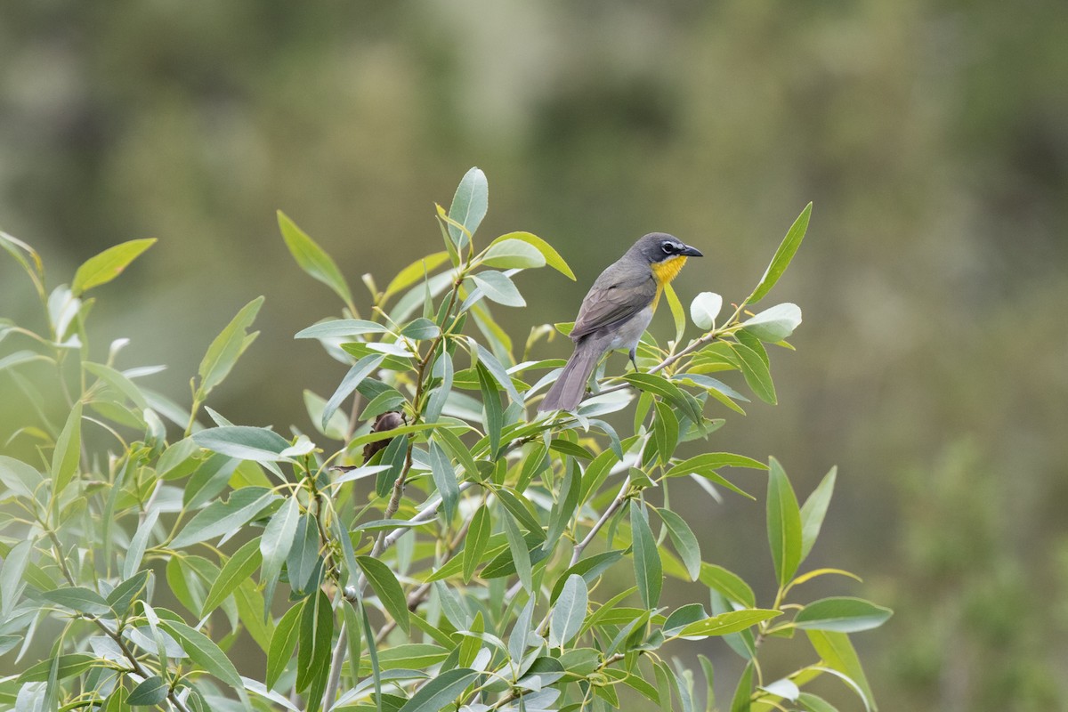 eBird Checklist - 23 May 2017 - 1940 US Highway 14 E, Shell US-WY (44. ...