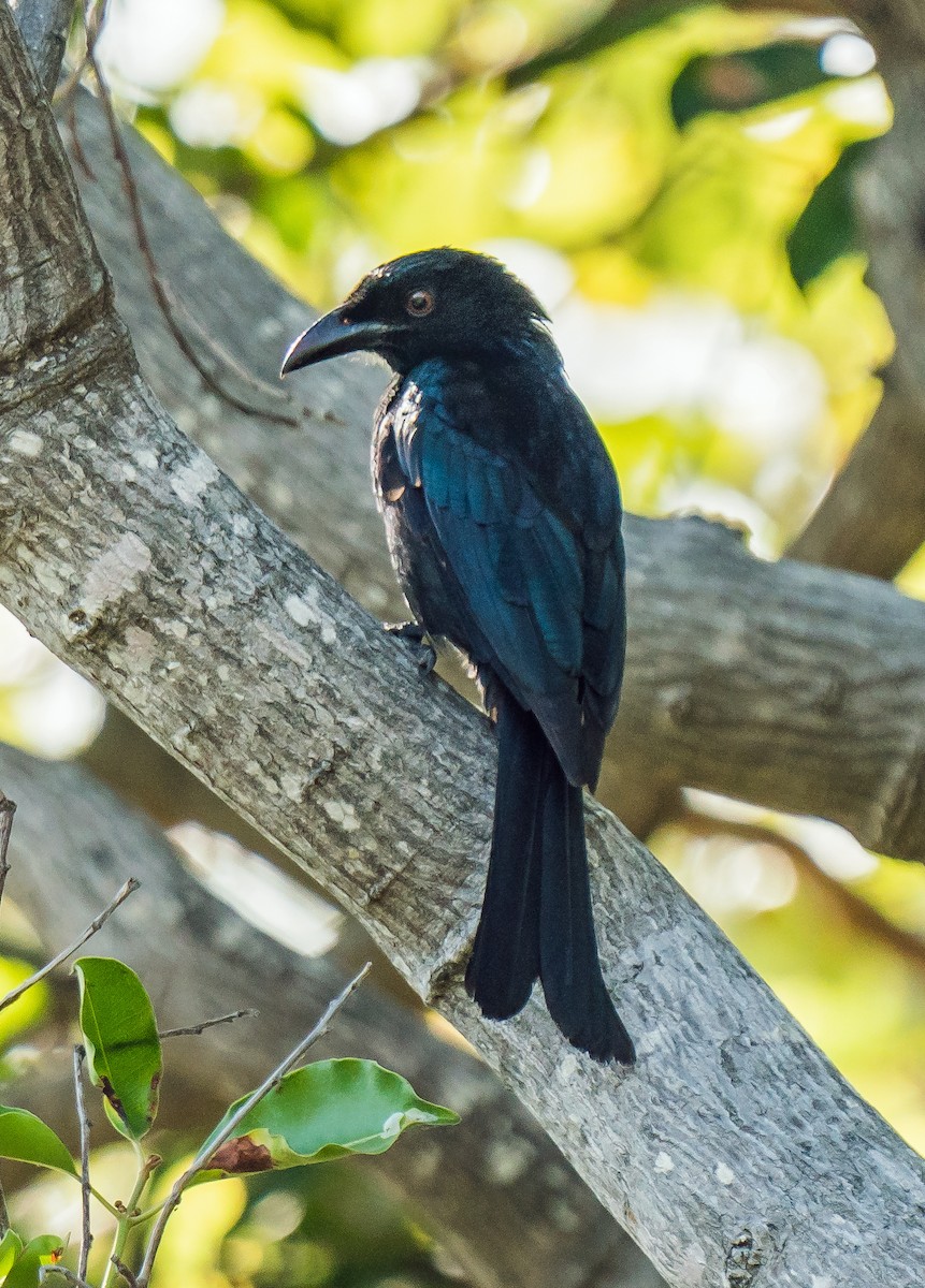 Spangled Drongo - Russell Scott