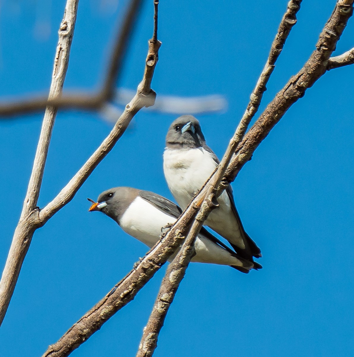 White-breasted Woodswallow - ML601458031