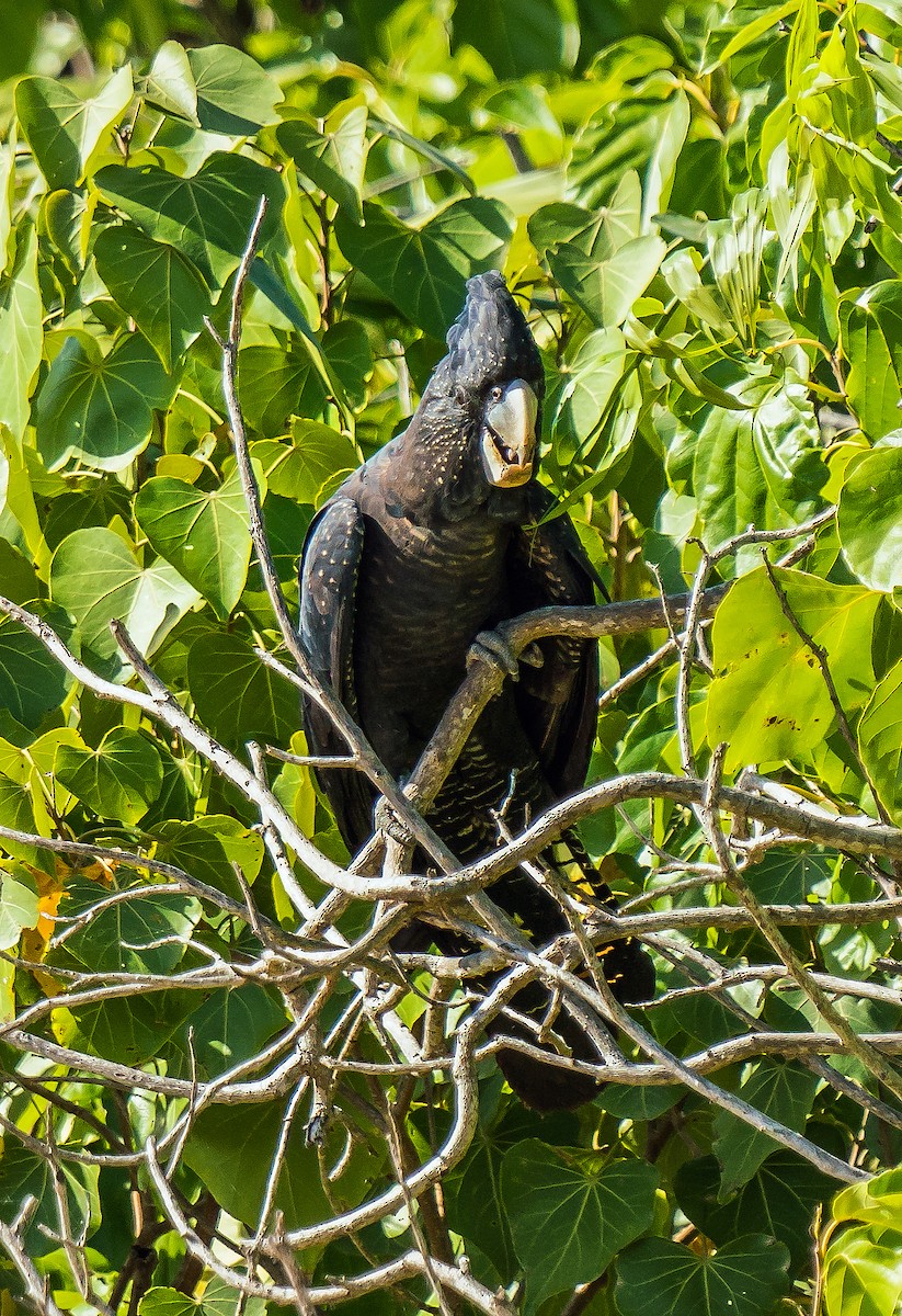 Red-tailed Black-Cockatoo - ML601458221