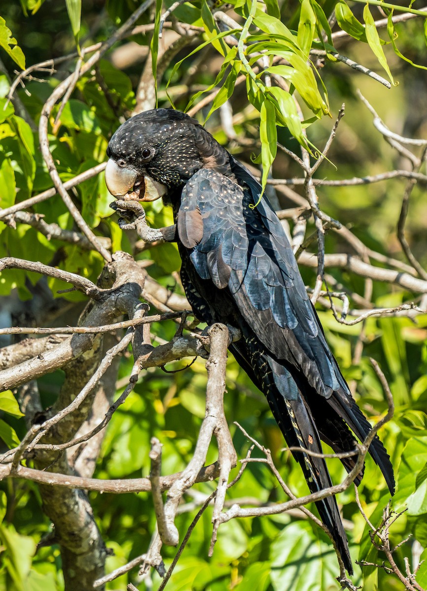Red-tailed Black-Cockatoo - Russell Scott