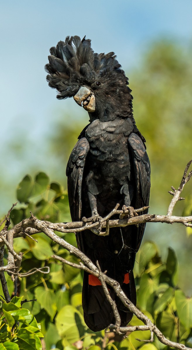Red-tailed Black-Cockatoo - ML601458271