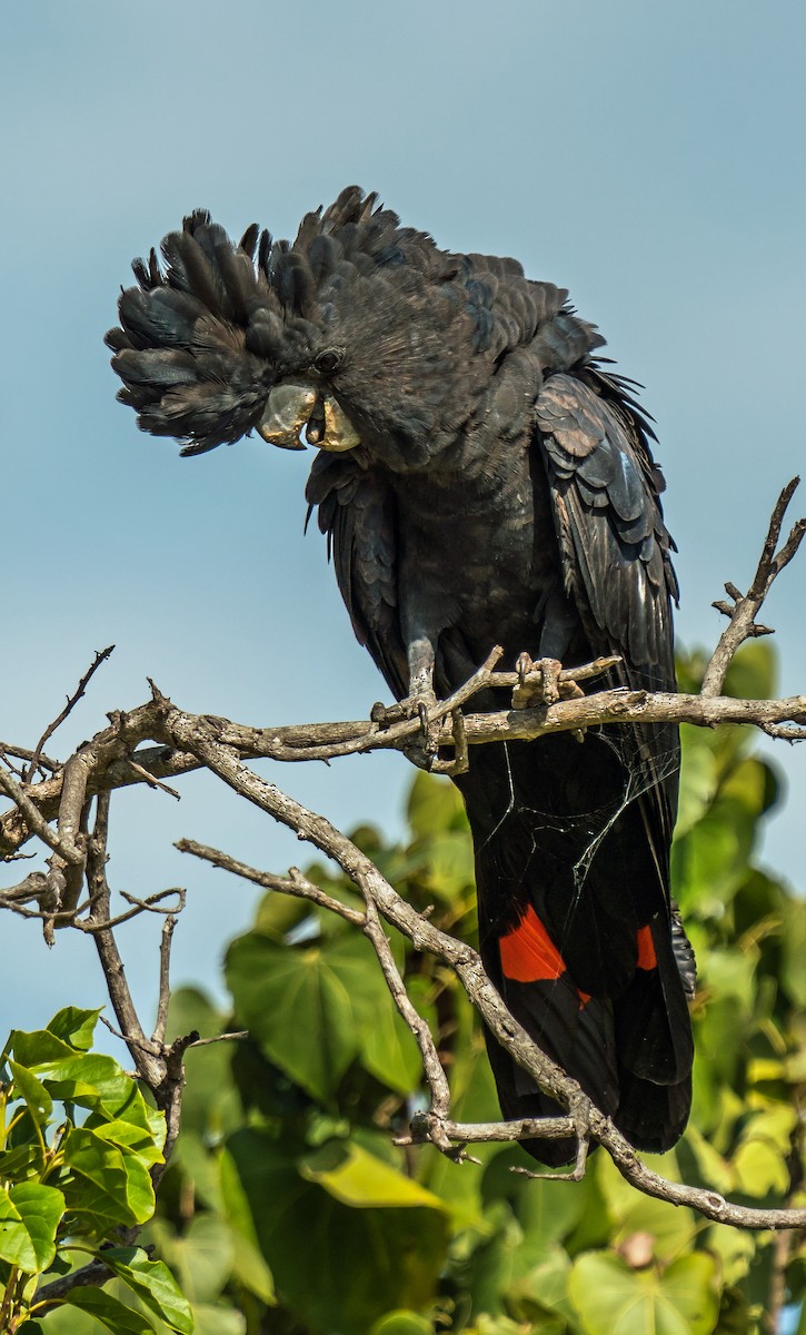 Red-tailed Black-Cockatoo - ML601458291