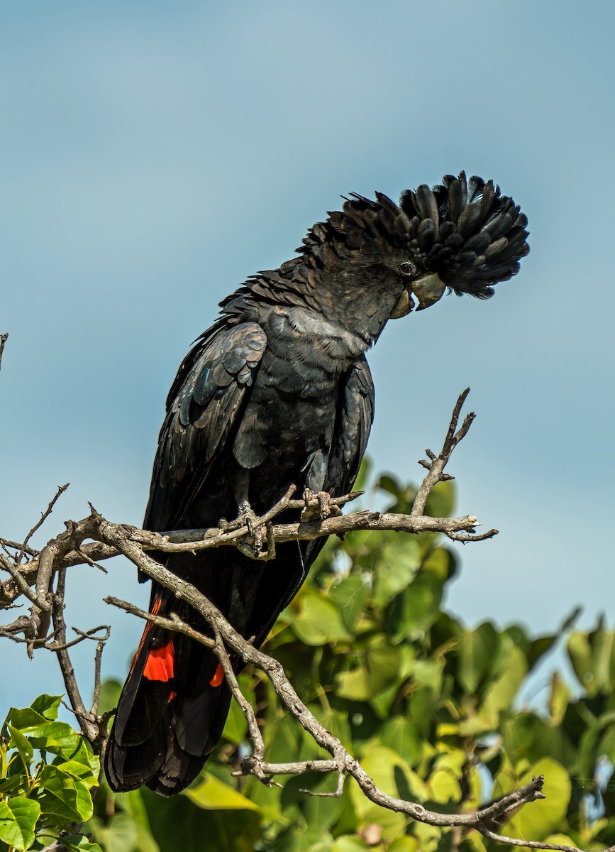 Red-tailed Black-Cockatoo - ML601458301
