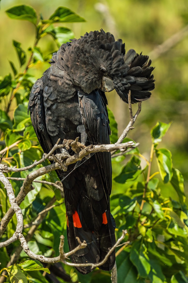 Red-tailed Black-Cockatoo - ML601458321