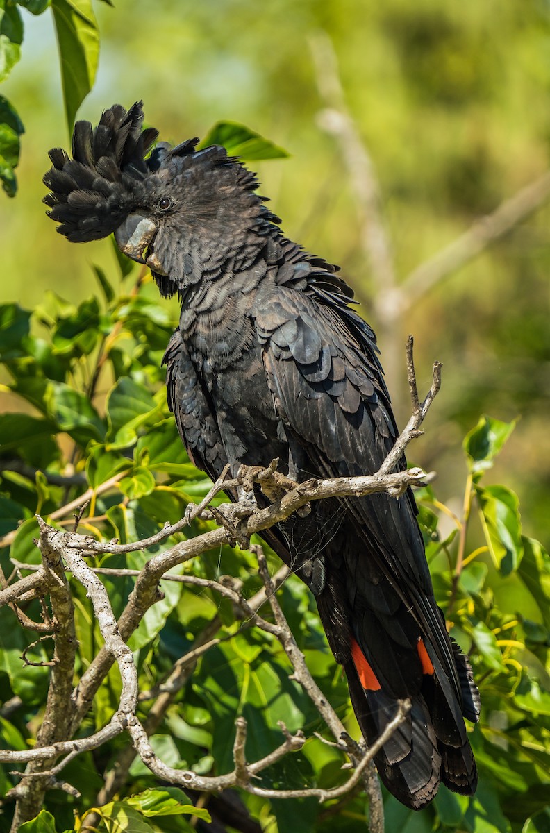 Red-tailed Black-Cockatoo - ML601458331