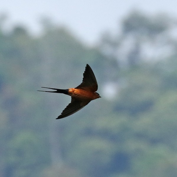 Rufous-bellied Swallow - Dave Bakewell