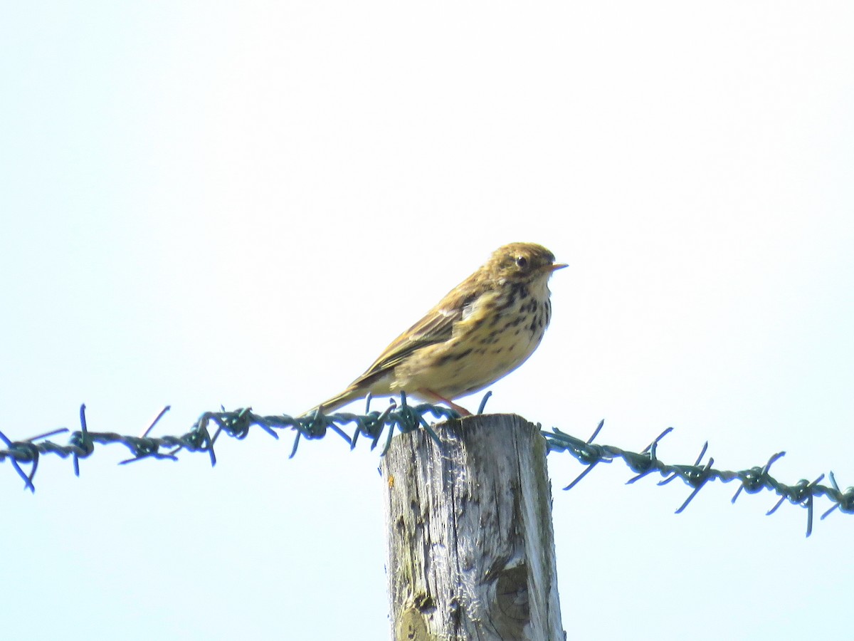 Meadow Pipit - ML601459161