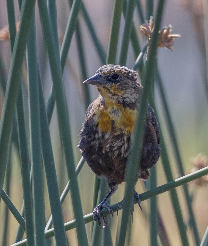 Yellow-headed Blackbird - ML601459841