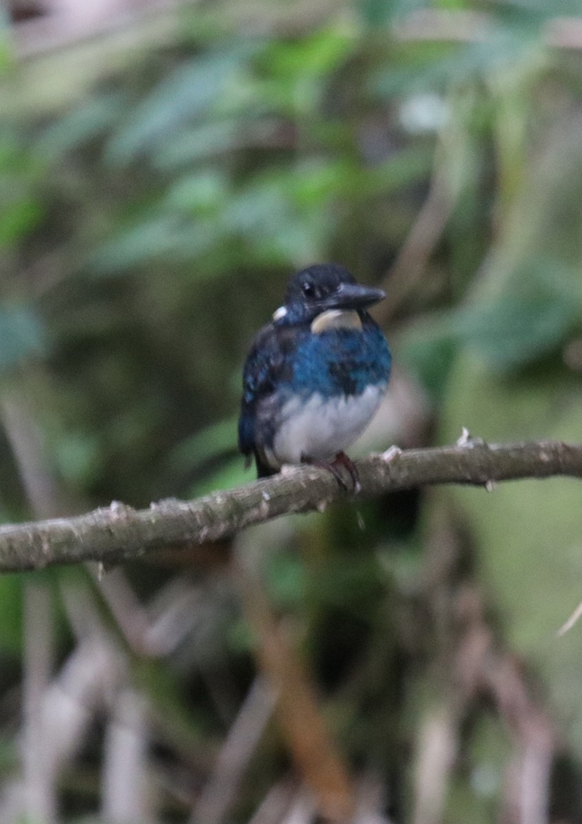 Javan Blue-banded Kingfisher - ML601461361