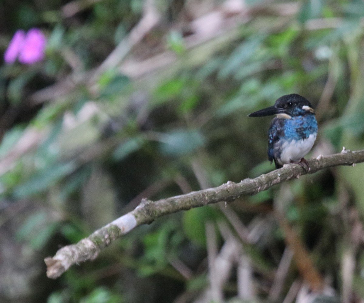 Javan Blue-banded Kingfisher - ML601461371